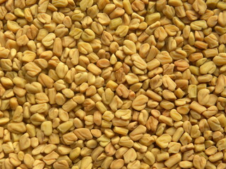 Yellow color dry Fenugreek seeds