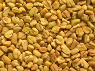Yellow color dry Fenugreek seeds