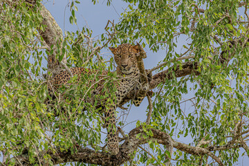 leopard on a tree