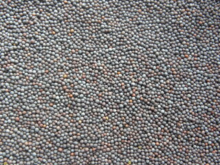 Dark black and brown color whole Mustard seeds