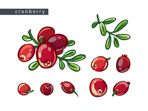 sketch_cranberry_set