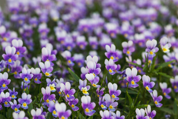 Fototapeta premium City flower bed with lilac violets. Many of the same colors. Beautiful natural background.