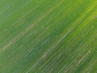 Green agricultural field, aerial view. Farmland landscape. Background.