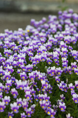 Obraz premium City flower bed with lilac violets. Many of the same colors. Beautiful natural background.