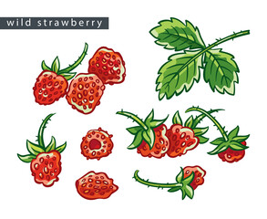 sketch_wild_strawberry_set_seven_drawings