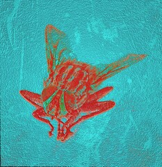 sea star fish