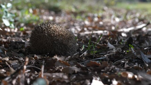 Close-up timelapse of hedgehog breathing on ground by dry leaves