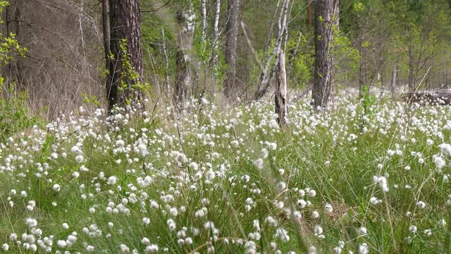 Pleasant cotton grass eriophorum plants in the woods