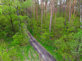 Dirt road among trees in spring forest, aerial view.
