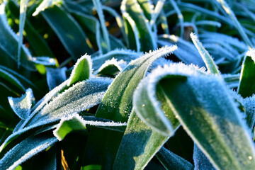 
frost on vegetation on cold morning