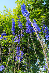Obraz premium blue tall garden flowers in summer