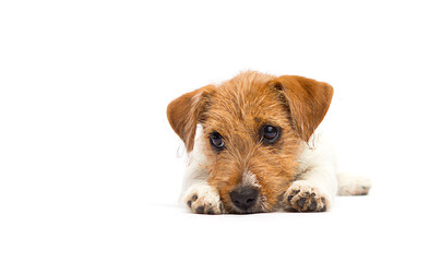 sad dog lies on a white background, jack russell terrier