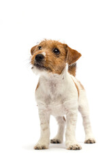 dog stands in full growth on a white background