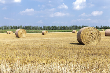 Fototapeta premium a stack of straw