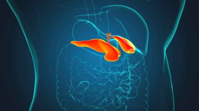 Human Gall Bladder Anatomy With Digestive System For Medical Concept