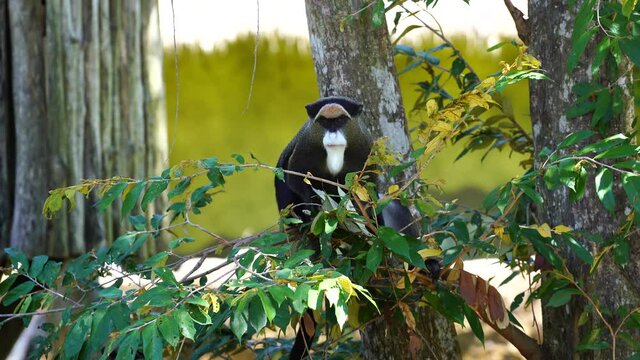 De Brazza's monkey on a tree in nature. Wild african animals