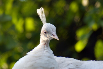 Close up of a white peacock