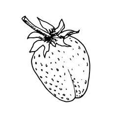 Botanical vector illustration of strawberry. Ink drawing in Doodle style. Isolated object on a white background. Decorative element for spring and summer design, vignettes.