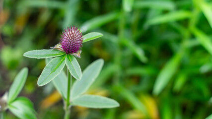 Flowering red clover, Trifolium alpestre