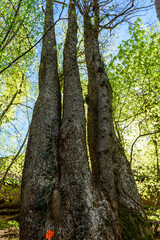 Trunks of trees joined together one huge base