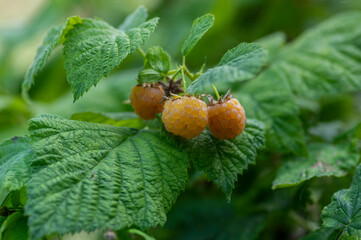 Rubus idaeus Golden Queen yellow raspberries on shrub branches, group of tasty ripened fruits,...