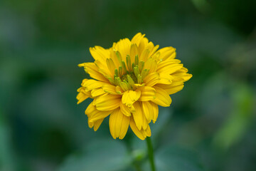 Heliopsis helianthoides double flower rought oxeye in bloom, yellow flowering flowers during summer in ornamental garden