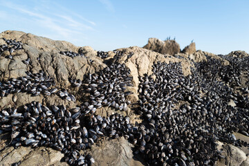 Mussels at the beach