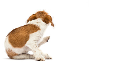 dog scratching paw from allergies and fleas