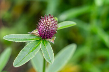 Flowering red clover, Trifolium alpestre