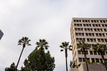 Fototapeta na wymiar Office Building w. Palm Trees