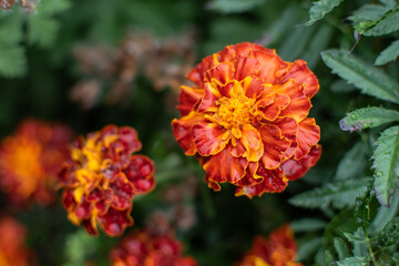 Orange-rote Studentenblume / Türkische Nelke