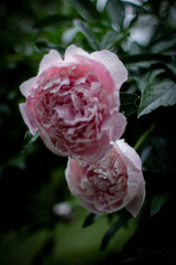 close up of pink peony