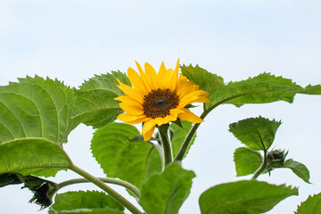 Sonnenblume in voller Blüte im Sommer / Sunflower in summer