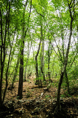 Obraz premium Autumn landscape of a forest. National park Cheile Nerei-Beusnita. Romania.