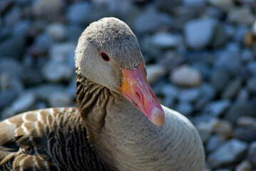 Grey goose portrait