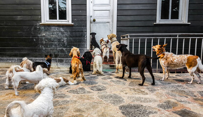bunch of cute dogs standing and staring outside of an old wooden door waiting for their master