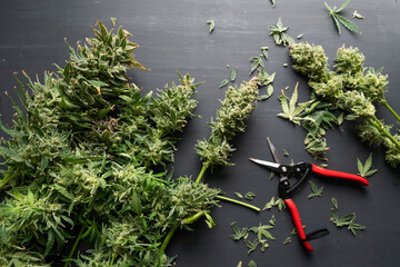 Growers trim cannabis buds. Harvest weed time has come. Growers trim their pot buds before drying.