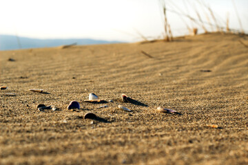 sea shells on dry sands and very few grass / desert like, dry and hot