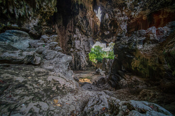 stream in the forest