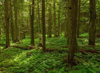 Fototapeta na wymiar Old growth forest of hemlock and cedar trees on the Hemlock Grove Boardwalk in Glacier National Park, British Columbia, Canada