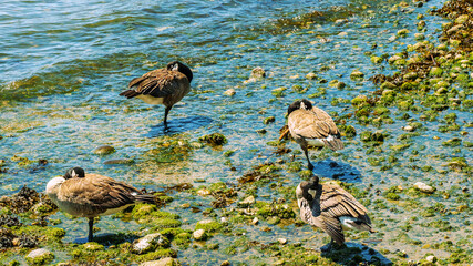 Group snooze-in for Canada Geese at seafront - West Vancouver, BC, in summer