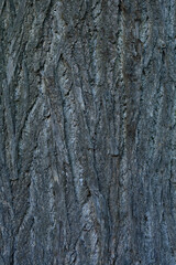 tree bark texture