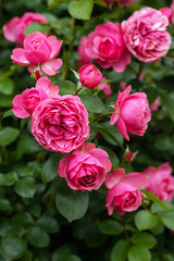 lush blooming bright pink roses on a background of green leaves close up