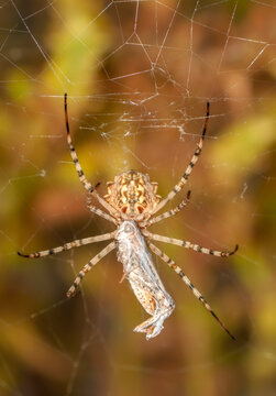  Beautiful spider on a spider web.  Beautiful spider feasting grasshopper on a spider web . Macro photo.