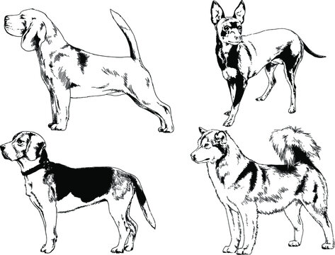 Vector Drawings Sketches Pedigree Dogs And Cats  Drawn In Ink By Hand , Objects With No Background