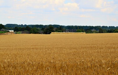 Getreidefelder am Niederrhein