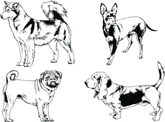 vector drawings sketches pedigree dogs and cats  drawn in ink by hand , objects with no background