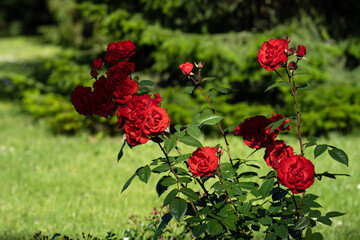 bright red roses on the green lawn in the garden