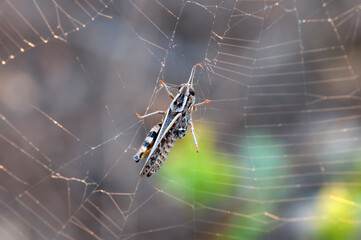  Beautiful spider on a spider web.  Beautiful spider feasting grasshopper on a spider web . Macro photo.