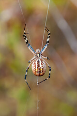 Beautiful spider feasting grasshopper on a spider web . Beautiful spider on a spider web 